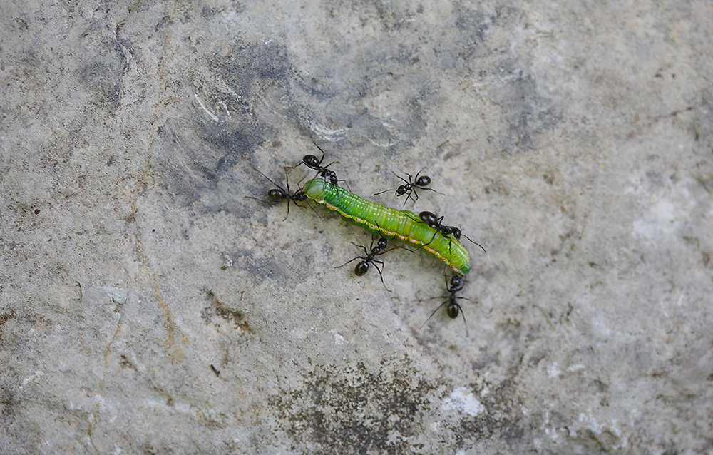 Bruco di Colias palaeno