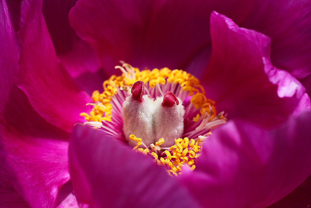 Peonia del Monte Generoso