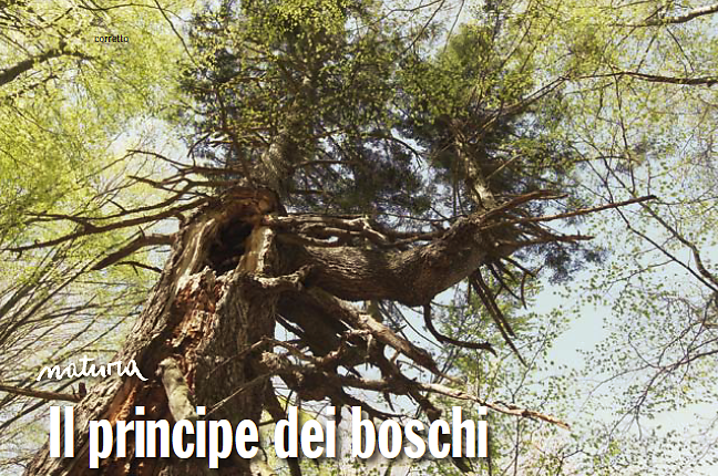 Il principe dei boschi